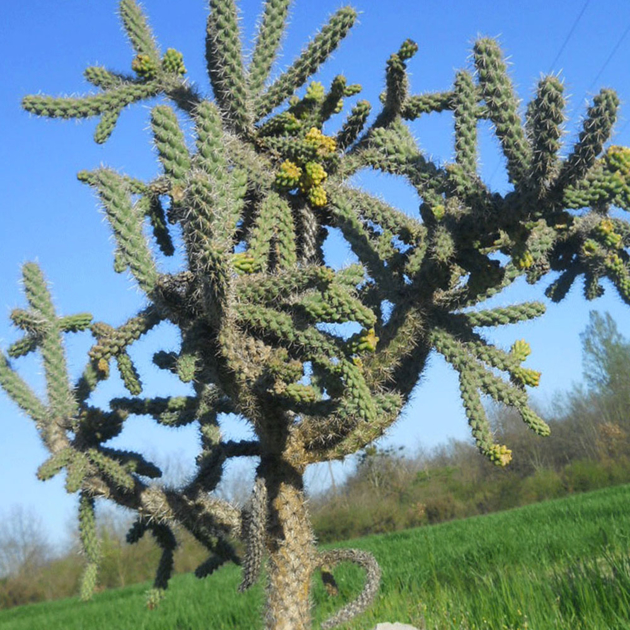 Opuntia imbricata, Cactus Figuier de Barbarie, résistant au gel Kajuard