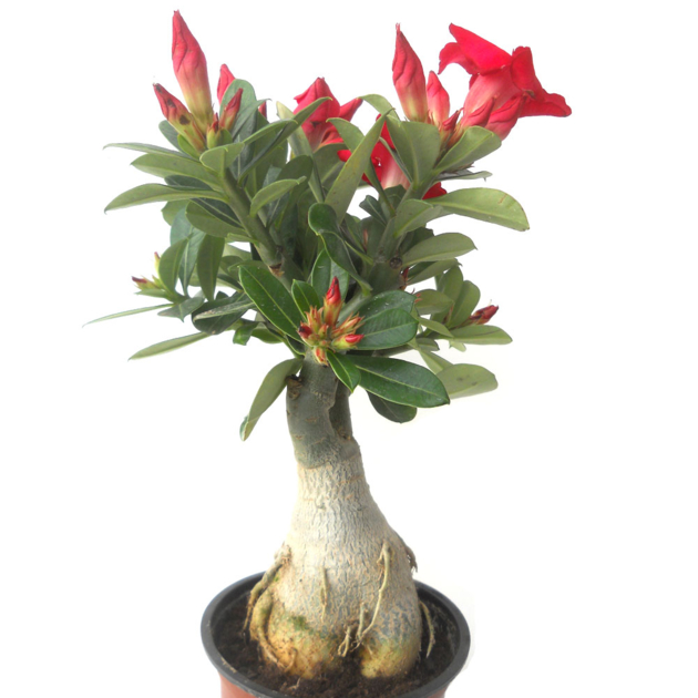Rose du désert rouge : Adenium obesum rouge - Cultivés en France