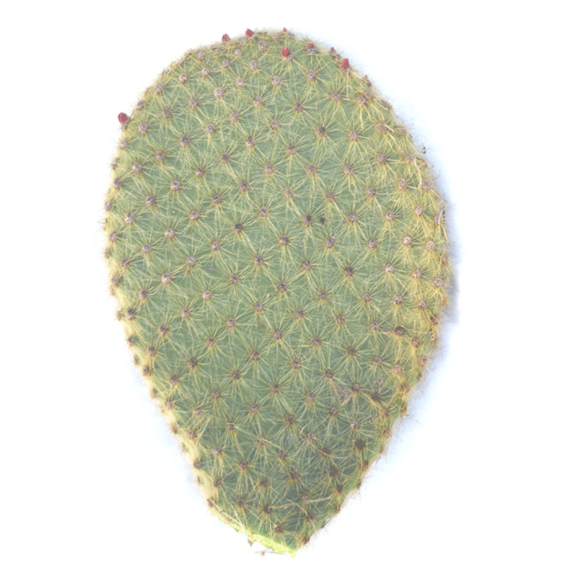 Cactus figuier - Effet rouillé - 140cm - Ambre Nomade
