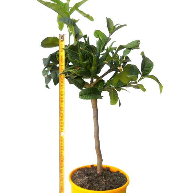 شجرة Citrus Medica