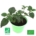Lippia Dulcis