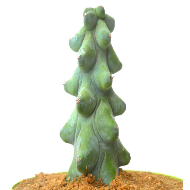 myrtillocactus geometrizan cv fukurokuryuzinbocu