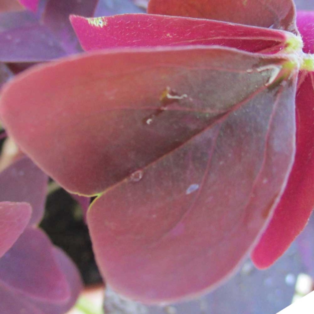Oxalis Triangularis - Plante d'intérieur - Le Jardin du Prahor