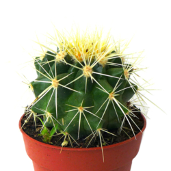 Lot de 20 cactus et succulentes en pot de diamètre 5,5 cm