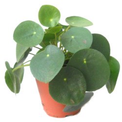Oxalis triangularis - Kajuard Plantes