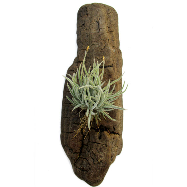 tillandsia-crocata-1.png