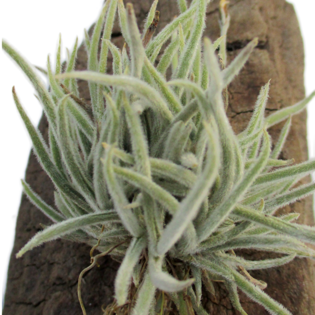 tillandsia-crocata-2.png