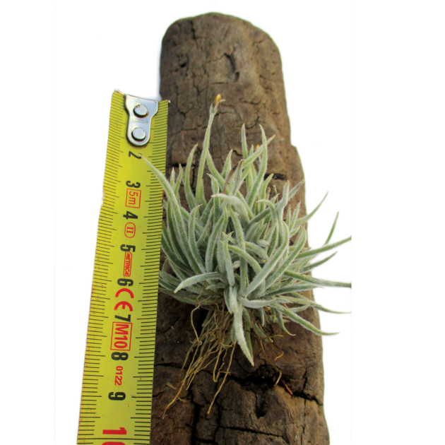 tillandsia-crocata-3.png