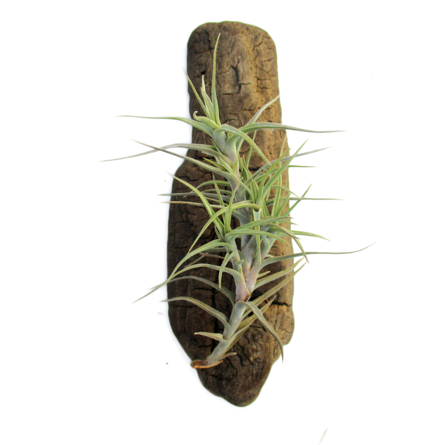 tillandsia-diaguientsis.png
