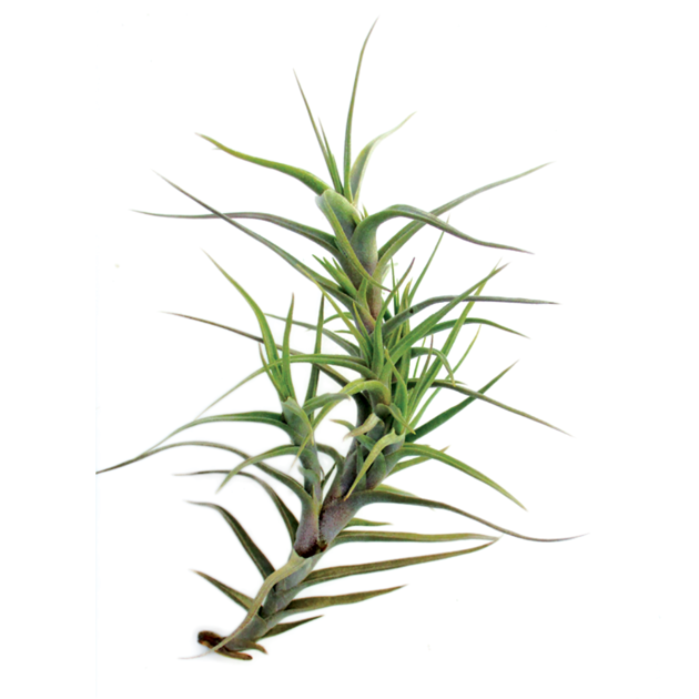 tillandsia-diaguientsis2.png