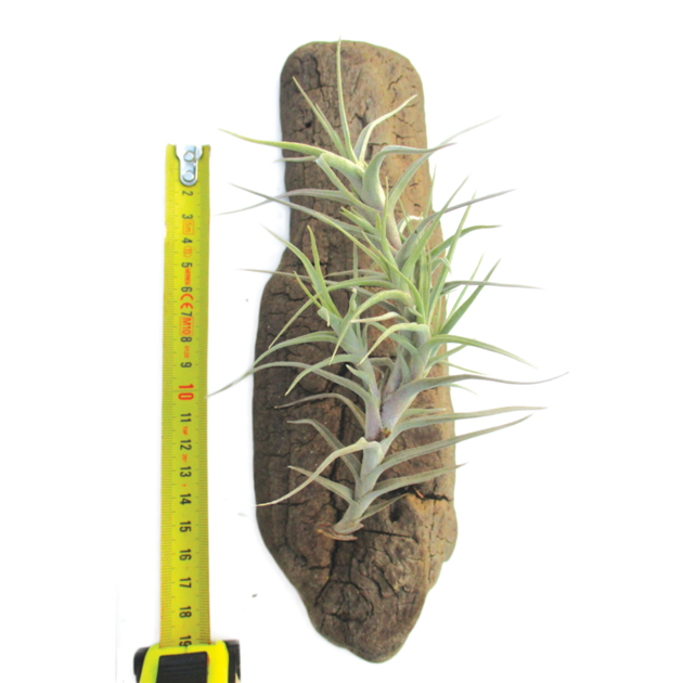 tillandsia-diaguientsis3.png