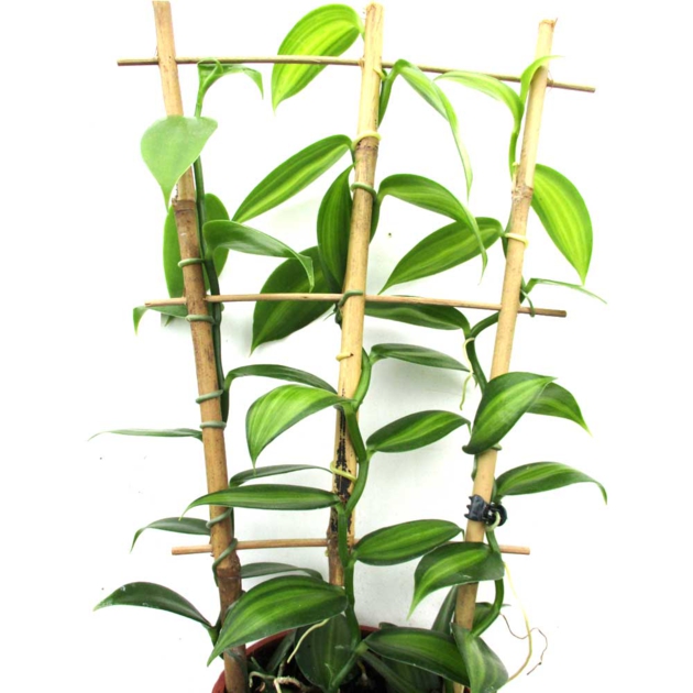 orchidée grimpante Vanilla planifolia Suspensions vraies plantes vanille