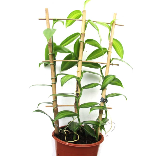 orchidée grimpante Vanilla planifolia Suspensions vraies plantes vanille
