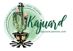 Kajuard Plantes