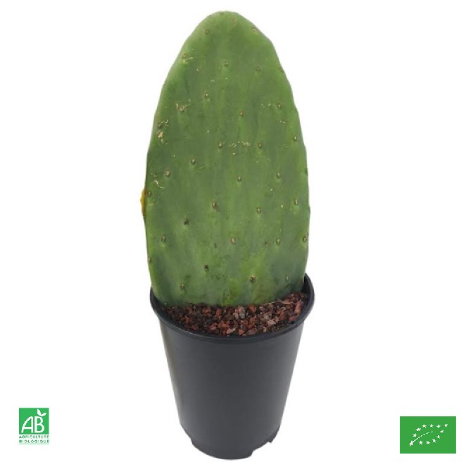 opuntia ficus indica super fruit