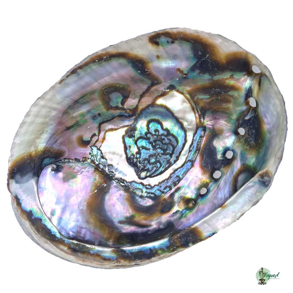 coquillage abalone ormeau Haliotis iris - Kajuard Plantes