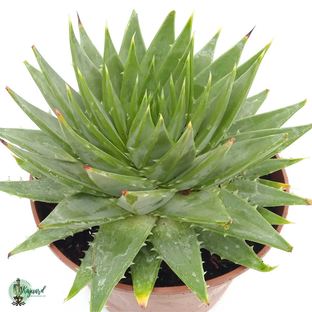 plannen reinigen Pessimistisch Aloe polyphylla - Kajuard Plantes