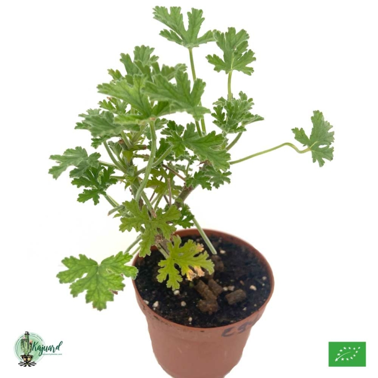 Geranium Rosat Egypte Kajuard Plantes